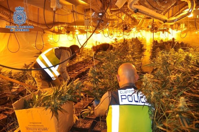 Plantación de marihuana en Arrigorriaga