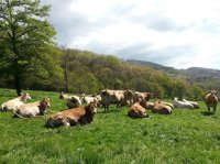 UCCL pide que cunda el ejemplo de la vaca 'Carmen' en Madrid y se extienda también a las de CyL