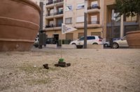 Banderitas sobre las heces caninas en Mislata advierten a los dueños: 'No te hagas el despistado'