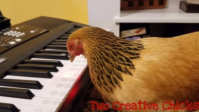 Una gallina toca al teclado 'America The Beautiful'