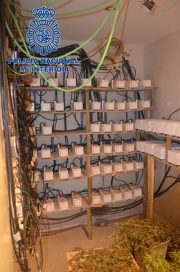 Marihuana incautada en dos chalets de León