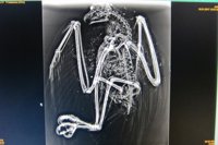 Encuentran un águila pescadora tiroteada cerca del Aeropuerto de Palma