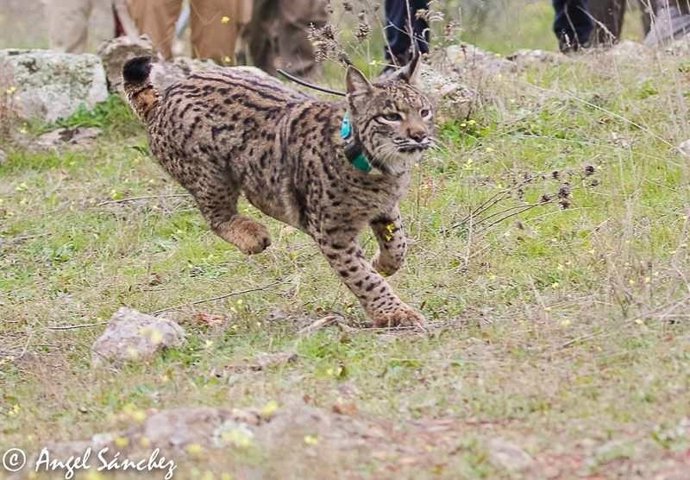 Ejemplar de Lince Ibérico