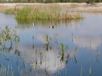 CLM pedirá al Estado el traspaso de las competencias de Las Tablas y Cabañeros