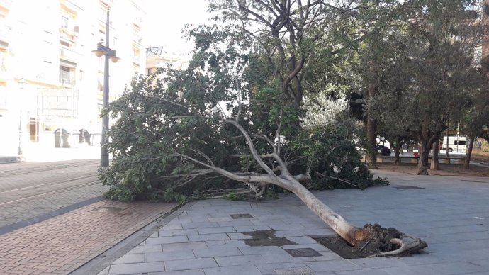 El viento ha tumbado un árbol en el parque de Marxalenes