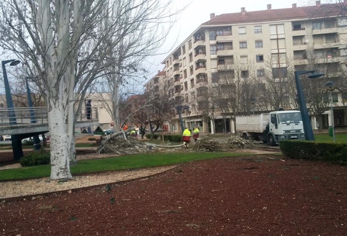 Operarios cortan un árbol caído en el Parque San Adrián de Logroño