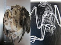 El GOB reclama "mayor esfuerzo" en información y vigilancia de la caza en Mallorca