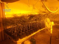 Detenida una madre y una hija en Seseña por cultivar 1.085 plantas de marihuana