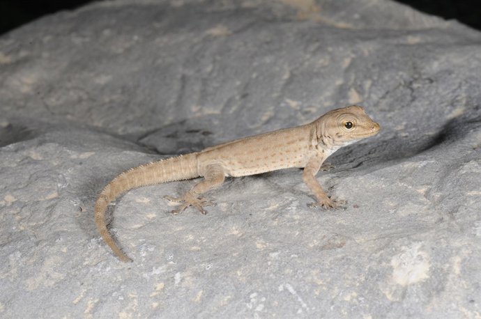Exemplar de Pisturus rupetris rupestris de gran altitud amb morfologia robusta