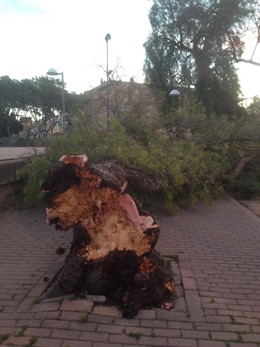 Árbol caído en Palma