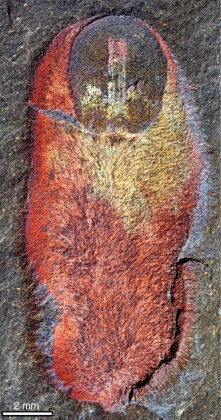 Fósil de Calvapilosa kroegeri