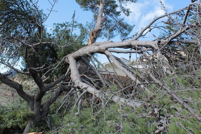 En Gaines el viento ha tumbado un gran árbol