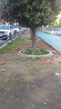 El PP avisa de la falta de recogida de las naranjas en las calles y acusa a Espadas de "no planificar"