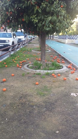 Las naranjas pueblan los parterres de la ciudad.