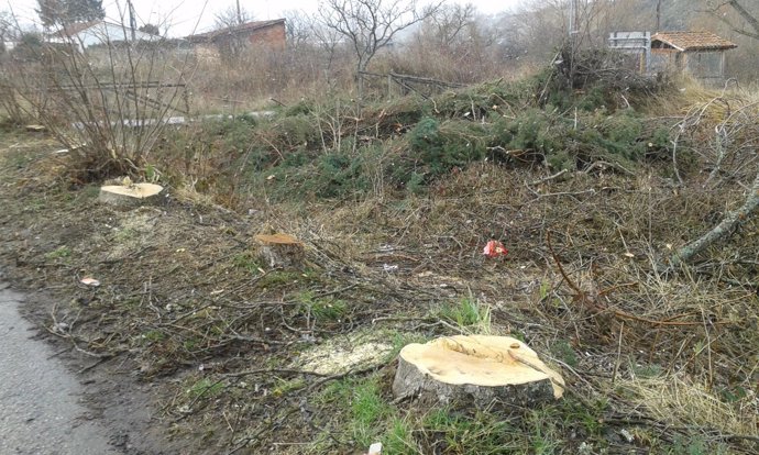 Zona de Barruelo afectada por la tala de árboles. 