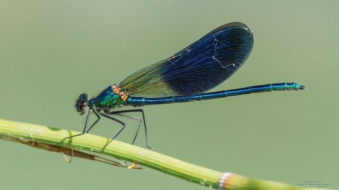 Libélulas ibéricas