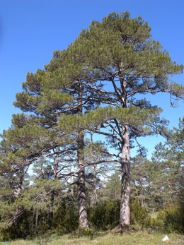 El pino negro (Pinus uncinata) es una conífera de alta montaña