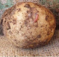 La Xunta busca extender una franja para que la plaga de la patata no llegue a zonas productoras