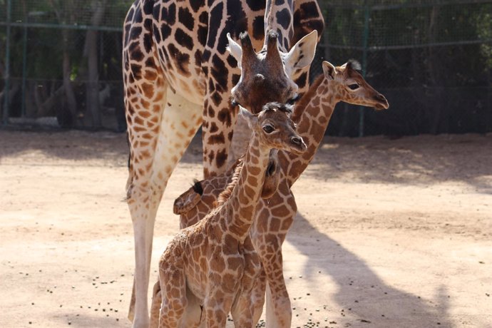 Fwd: Oasis Park Fuerteventura: Nacimientos De Dos Crías De Jirafa, En Alto Riesg