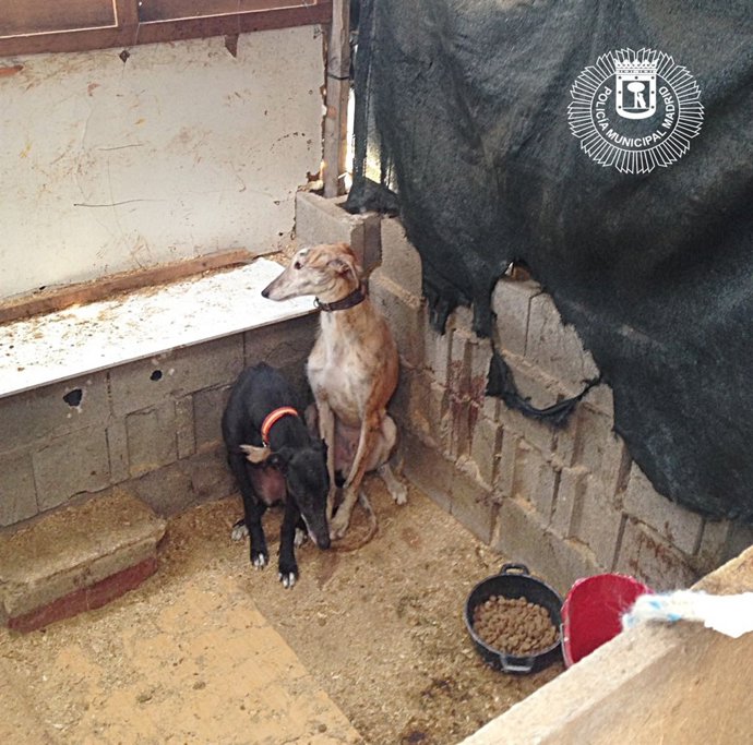 Recuperados 4 galgos