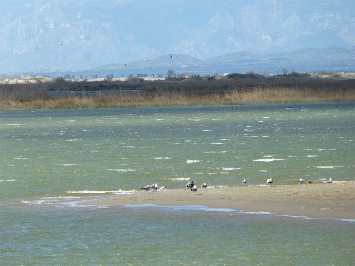 Aus en el Delta de l'Ebre, Delta de l'Ebre