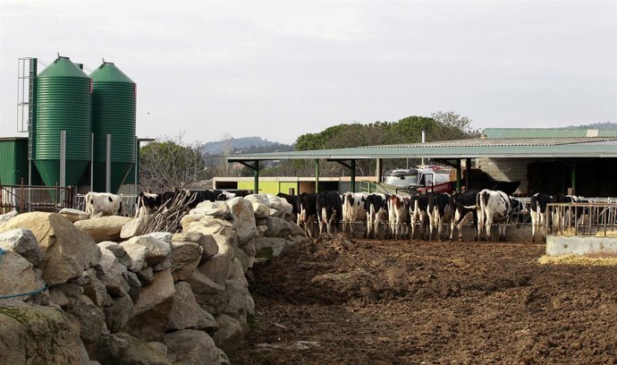 Animal menjant, animals, vaca, vaques, pastar, pastura, ramaders