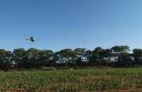 Se refuerza el plan de contingencia contra la plaga de langostas en Bolivia