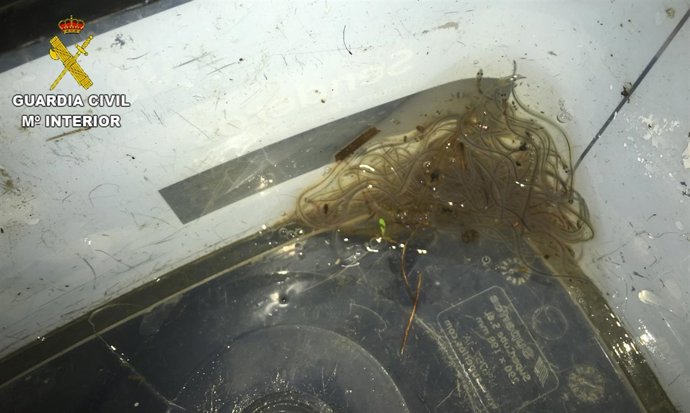 Angulas intervenidas en Ponteceso (A Coruña)