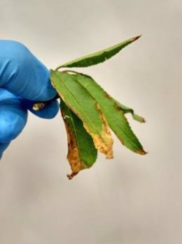 Hojas de almendro afectadas por la bacteria 'Xylella fastidiosa'