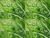 Una aplicación permite obtener imágenes desde el punto de vista de un animal