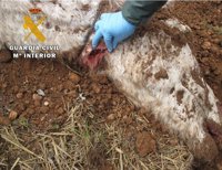 Parlamentarios animalistas y veterinarios tratan en el Congreso la importación, esterilización y el maltrato animal