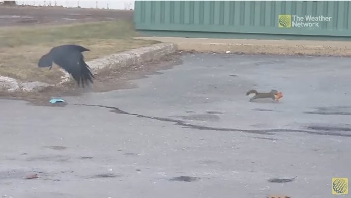 Ardilla pelea contra un cuervo por un trozo de pizza