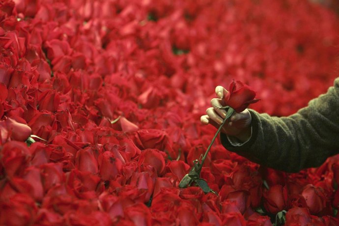 Rosas en San Valentín