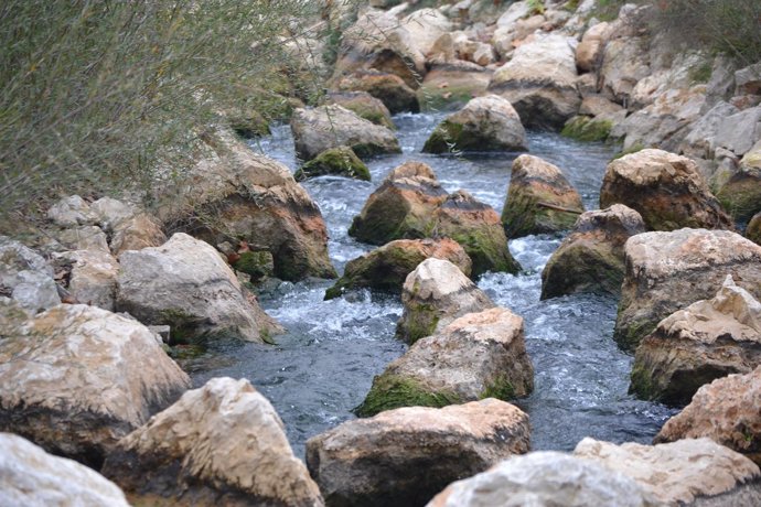  Migración De Peces En El Segura