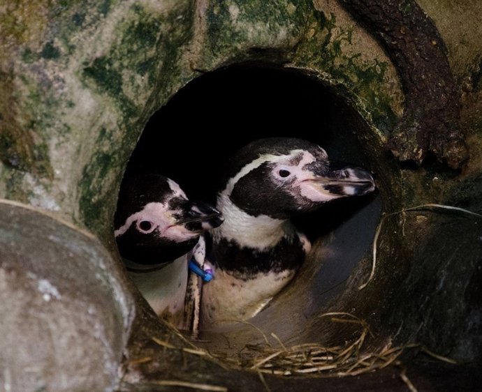 Pareja de pingüinos