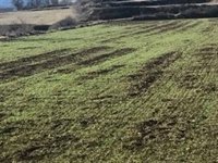 Agricultores de los Pirineos exigen medidas contra los daños causados por animales salvajes