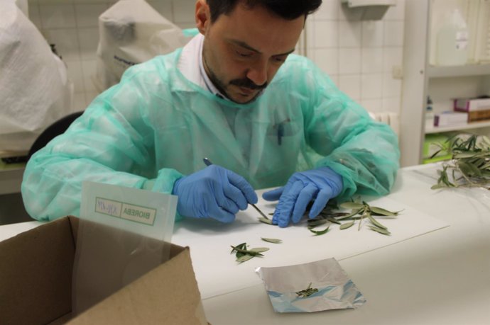 Un investigador trabaja con una muestra para detectar 'Xylella fastidiosa'