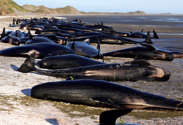 Ballenas piloto varadas en una playa de Nueva Zelanda
