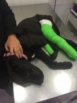 Imagen de Lola tres ser operada