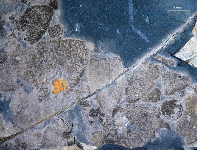 Variedad de esponjas fósiles