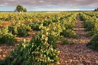 La DOCa Rioja incrementa el valor de sus ventas en 2016 y consolida el récord alcanzado el año anterior