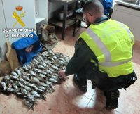 Sorprendidos en Sant Jordi dos cazadores con 69 aves muertas a raquetazos
