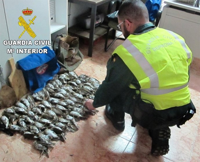 SORPRENDIDO CON AVES CAZADAS ILEGALMENTE