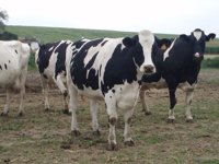 El Gobierno concede casi 1,9 millones de euros en 840 ayudas de bienestar animal de 2015