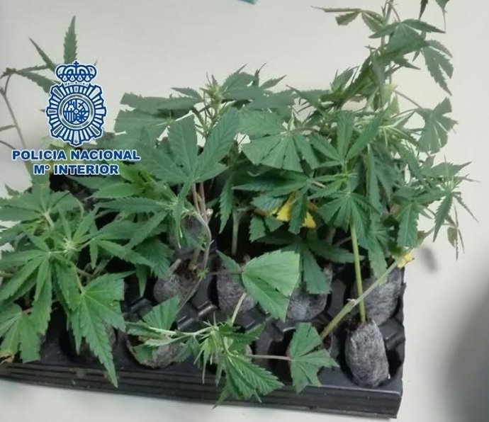 Marihuana intervenida por la Policía Nacional