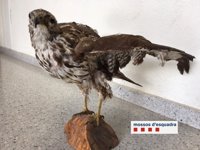 Denuncian a un hombre por intentar vender un halcón disecado por Internet