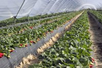 La Junta dedica 99,41 millones al campo onubense durante la campaña 2015-2016