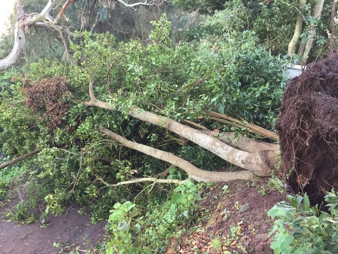 Daños del temporal que ha afectado a Gran Canaria