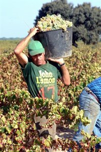 Asocian el sobreesfuerzo de los vendimiadores al riesgo de fracaso renal agudo
