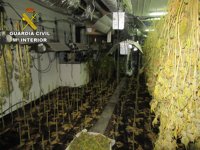 Intervenidas más de 1.600 plantas de marihuana en un chalé de lujo de Gójar